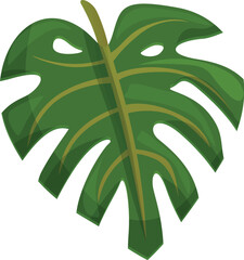 Natural leaf plant icon cartoon vector. Monstera palm. Leaf plant