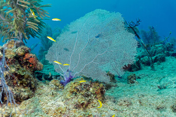 Naklejka na ściany i meble scuba diving photos from Grand Cayman