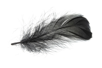 Beautiful black feather isolated on white background