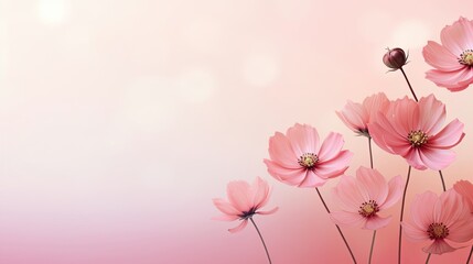 Sweet cosmos flower on editing photo background