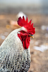Portrait of a rooster in the henhouse. Selective focus. - 715824610