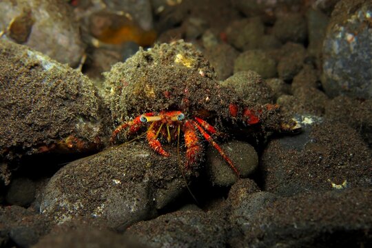 Aquatic wildlife in the deep sea, night dive. Red hermit crab on the seabed. Underwater picture, marine life in the night. Scuba diving on the reef. Crab on the rocks.