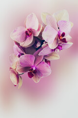 Fototapeta na wymiar Pink orchid flower, phalaenopsis, pastel background.