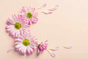 Pink chrysanthemums on a cream background.