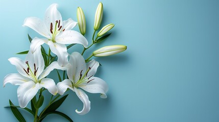 Top view of white lily flower on a blue backdrop with a big copy space for text or products, Generative AI.