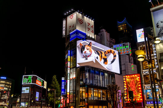 Holographic cat in the Shinjuku district