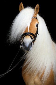 Haflinger Hengst mit viel M&auml;hne vor schwarzem Hintergrund