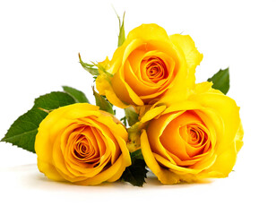 gelbe rosen isoliert auf weißen Hintergrund, Freisteller