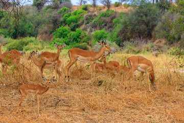 Naklejka na ściany i meble Herd of impalas (Aepyceros melampus) in Tarangire National Park, Tanzania