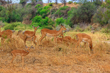 Herd of impalas (Aepyceros melampus) in Tarangire National Park, Tanzania