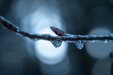 Frozen drops of water hanging on a branch after an icy shower