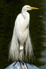 Garça Branca Grande e o seu traje de gala no Canal de Ponta Negra - MAricá - RJ