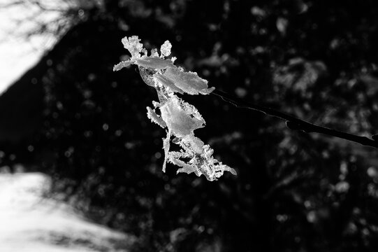 Close up von  skulptur&auml;hnlichen Eiskristallen an einem Ast