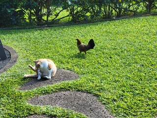 Obraz na płótnie Canvas wild chicken and cat in hawaii 