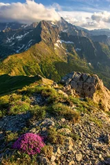 Papier Peint photo autocollant Tatras Beautiful mountain landscape in spring time with blooming flowers and mountains in the background, sun day, Vysoke Tatry, High Tatras Slovakia