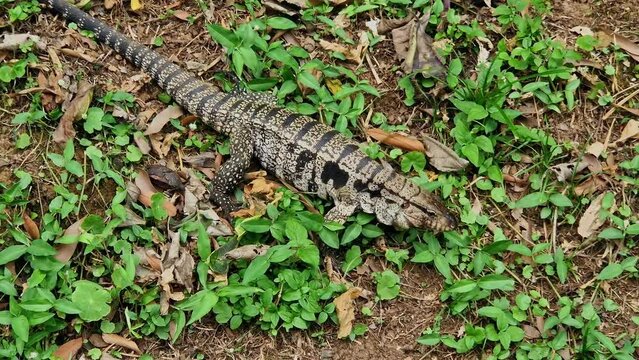 Argentine black and white tegu, Salvator merianae at the Iguazu Falls in Foz do Iguacu, near the famous Iguacu Falls in Brazil.
