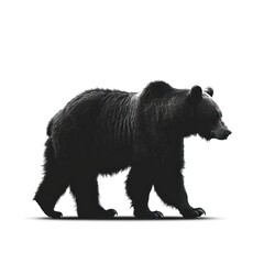 Black Bear Walking on White Background