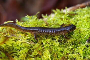Obraz na płótnie Canvas Closeup on the rare and endangered Southern torrent salamander, Rhyacotriton variegatus sitting on green moss