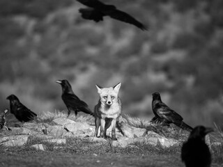 Zorro entre cuervos blanco y negro