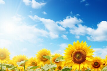 Sunflower field in full bloom under a clear sky, with text space.