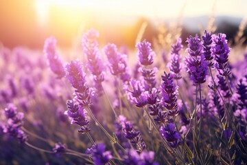 Sunlit field of lavender flowers with open space for text placement.