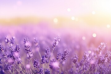 Sunlit field of lavender flowers with clear open space for text overlay.