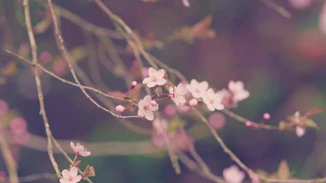 Atmospheric Natural Background. Cherry Blossom In Spring Garden Background. Spring Time Concept.