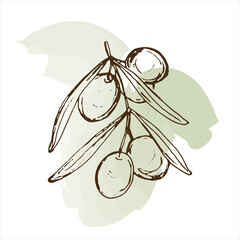 Vector image of olives on green watercolor spot. Hand-drawn sketch illustration of food products.
