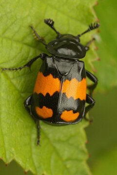 Closeup on a colorful common burying or sexton beetle , Nicrophorus vespilloides on a green leaf