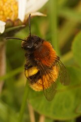 Vertical closeup on a colorful fluffy female Tawny mining bee, Andrena fulva perched on a grass straw