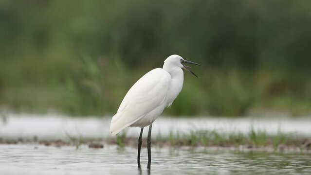 Little egret stands in a shallow bay. Her beak is open, her tongue is visible. A beautiful video with a white heron.