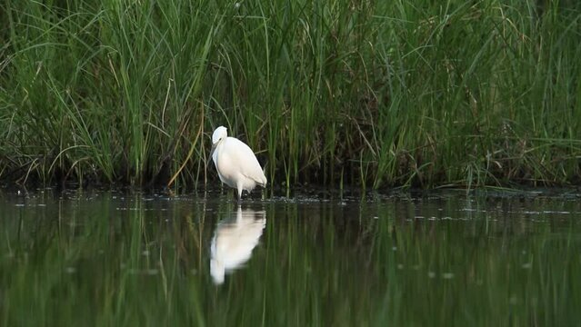 Little egret lures the fish. She knocks on the algae and expels the fish she eats. Heron hunting.
