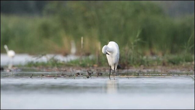 Little egret clean the feathers with his beak. A beautiful white bird opens its wing. A video with a heron.