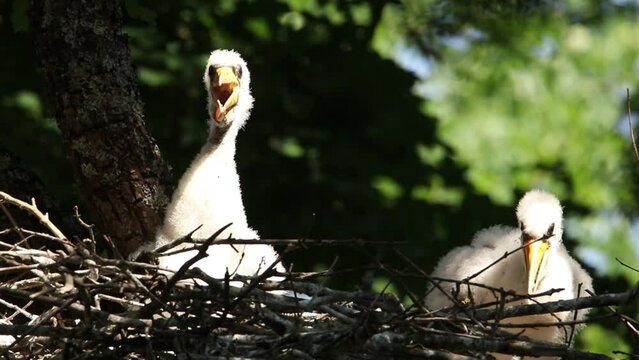 The chicks of the black stork are sitting in the nest. The sun is shining on the birds, the beak is open.