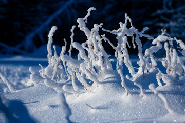 Frozen plants in a forest in Willingen Sauerland, Germany. Organic shapes of shrubs covered with...