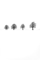 agriculture, apple, background, bad berleburg, bare, black and white, branch, bright, calm, cold,...