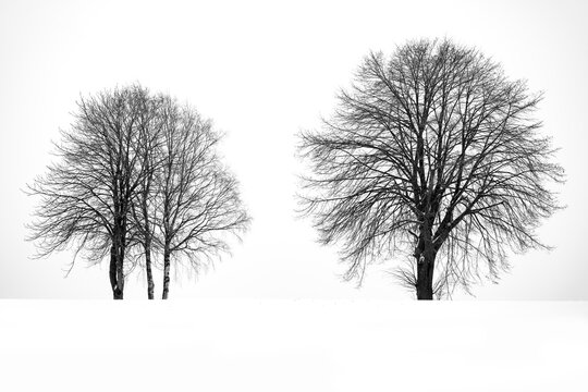 Two leafless fruit tree silhouettes on a snow covered meadow in winter season in Sauerland, Germany. Contrasting delicate twigs and branches on a cloudy day. Black and white greyscale rural scenery.