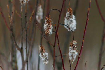 Winter Forests and Fields, Ukraine