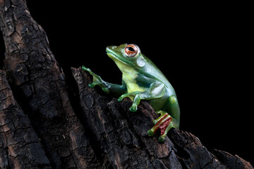 Rhacophorus dulitensis, Jade tree frog sitting on wood