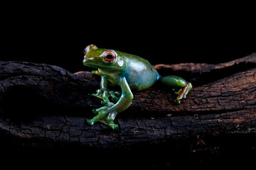 Rhacophorus dulitensis, Jade tree frog sitting on wood