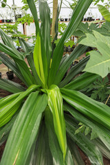 Beautiful spider lily plant growing in greenhouse