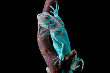 Blue Iguana sitting on branch with black background, blue Iguana Cyclura Lewisi, Grand Cayman Blue...