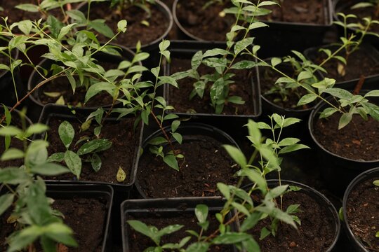 Potted Malpighia glabra plants growing in greenhouse