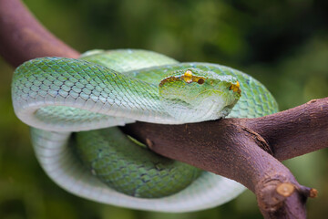 Bornean pit viper snakes, tropidolaemus subannulatus