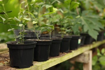 Many different beautiful potted plants in greenhouse, space for text
