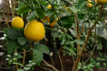 Lemon tree with ripe fruits in greenhouse