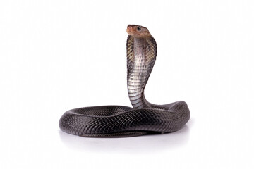 Javanese cobra snake isolated on black background, snake habitat in Java Indonesia, Naja sputatrix
