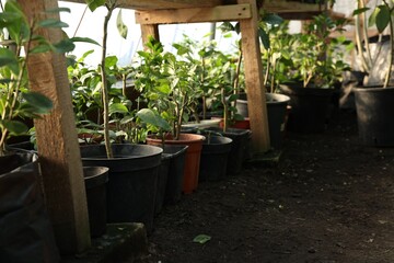 Many different beautiful potted plants in greenhouse