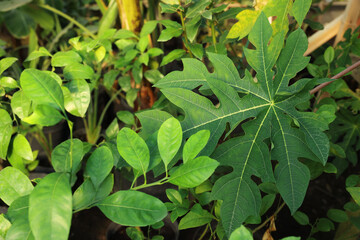 Many different beautiful potted plants in greenhouse, closeup