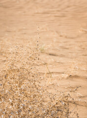 Texture of sand in the hot summer desert of Kyzylkum in Uzbekistan on a summer day